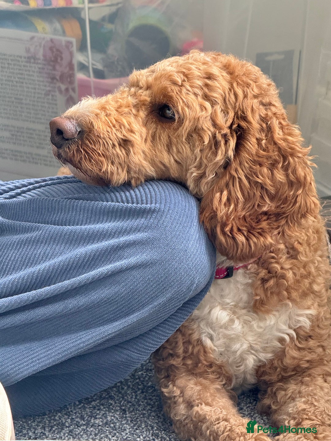 Cockapoo dogs for sale: Beautiful 3 year old female cockapoo - Image 7