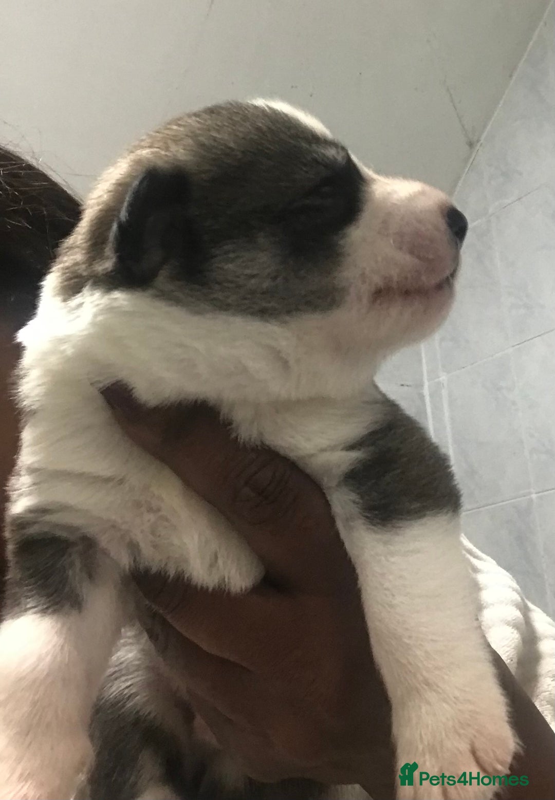 Siberian Husky dogs for sale: Magnificent Pure Siberia Husky Puppies  - Advert 12