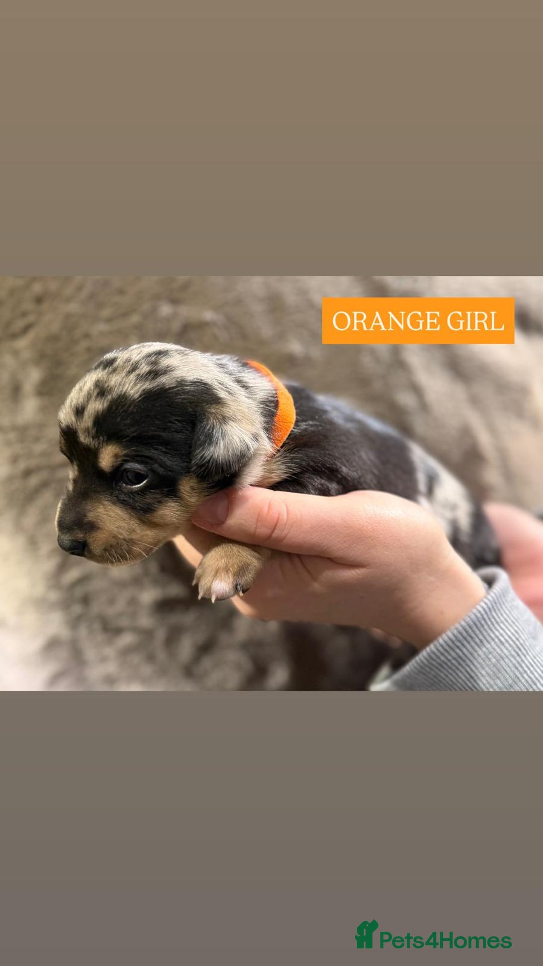 Jack Russell dogs for sale: Pure Breed special colour Jack Russells  - Advert 16