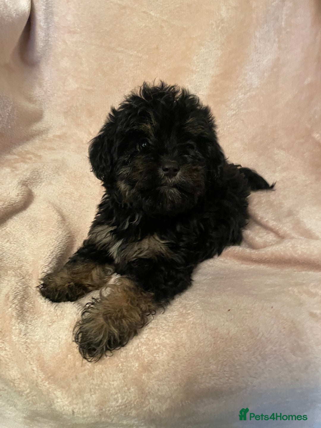 Cockapoo dogs for sale: Gorgeous f1 cockapoo puppies - Advert 8