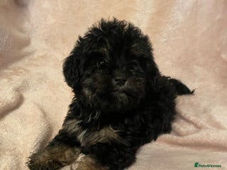 Cockapoo dogs Gorgeous f1 cockapoo puppies - Advert 17