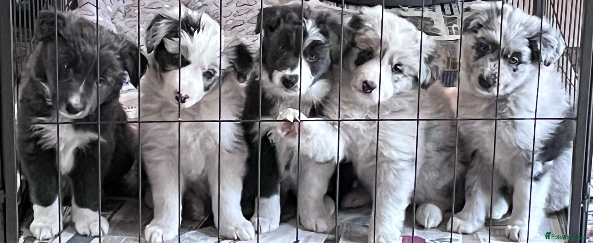Border Collie dogs for sale: Border collie slate merle and blue or lilac pups - Advert 1
