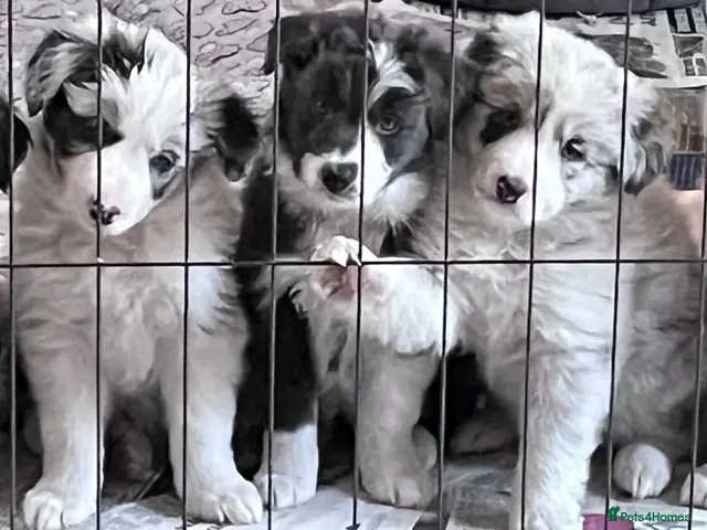 Border Collie dogs for sale: Border collie slate merle and blue or lilac pups - Advert 13