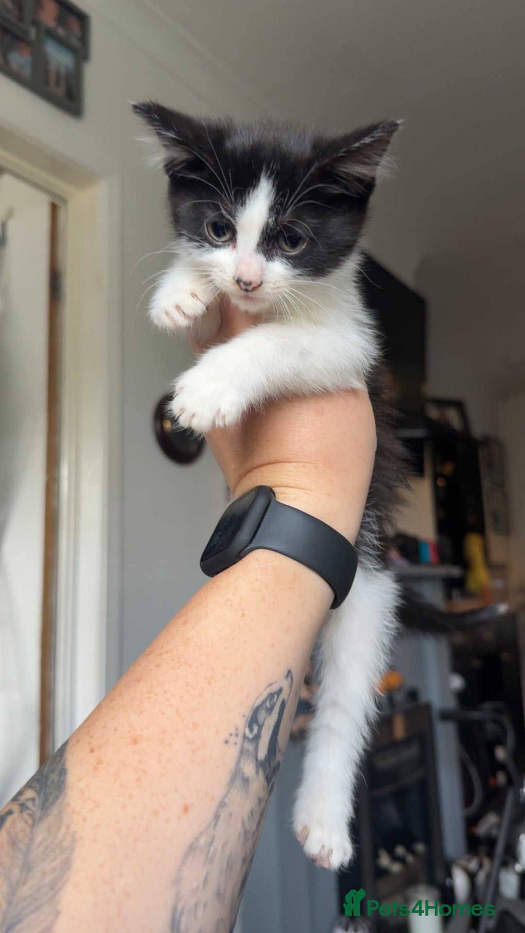 Mixed Breed cats for sale: 3 Kittens for sale  - Image 5