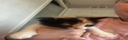 Mixed Breed cats for sale: Kittens ready for forever home  - Advert 11