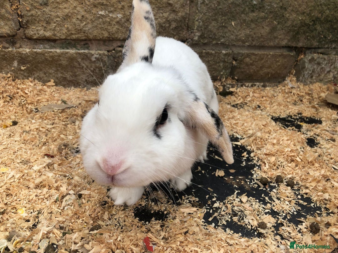 Mixed Breed rabbits for sale: Friendly Rabbit - Image 2