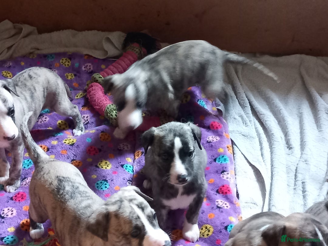 Whippet dogs for sale: Top Class Whippet Puppies bred from Champions - Image 26