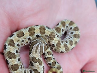 Snake reptiles - Advert 3