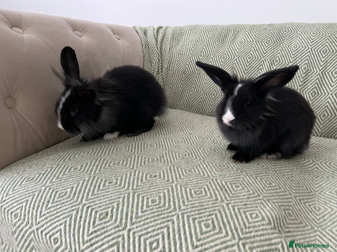 Mini Lion Lop rabbits for sale: Adorable Mini Lion Lops - Image 4