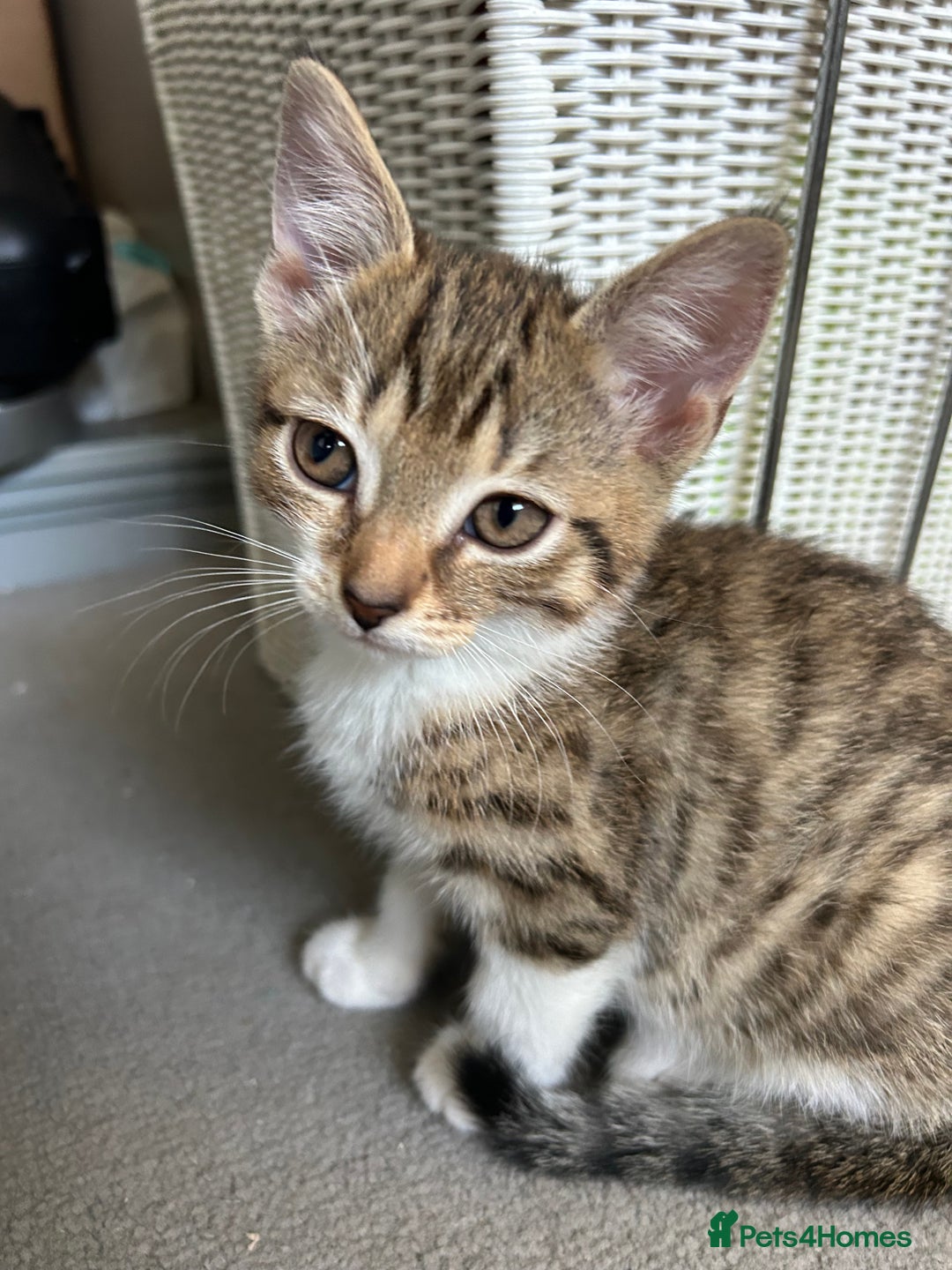 Mixed Breed cats for sale: REDUCED & READY NOW BSH x Tabby kittens  - Image 13