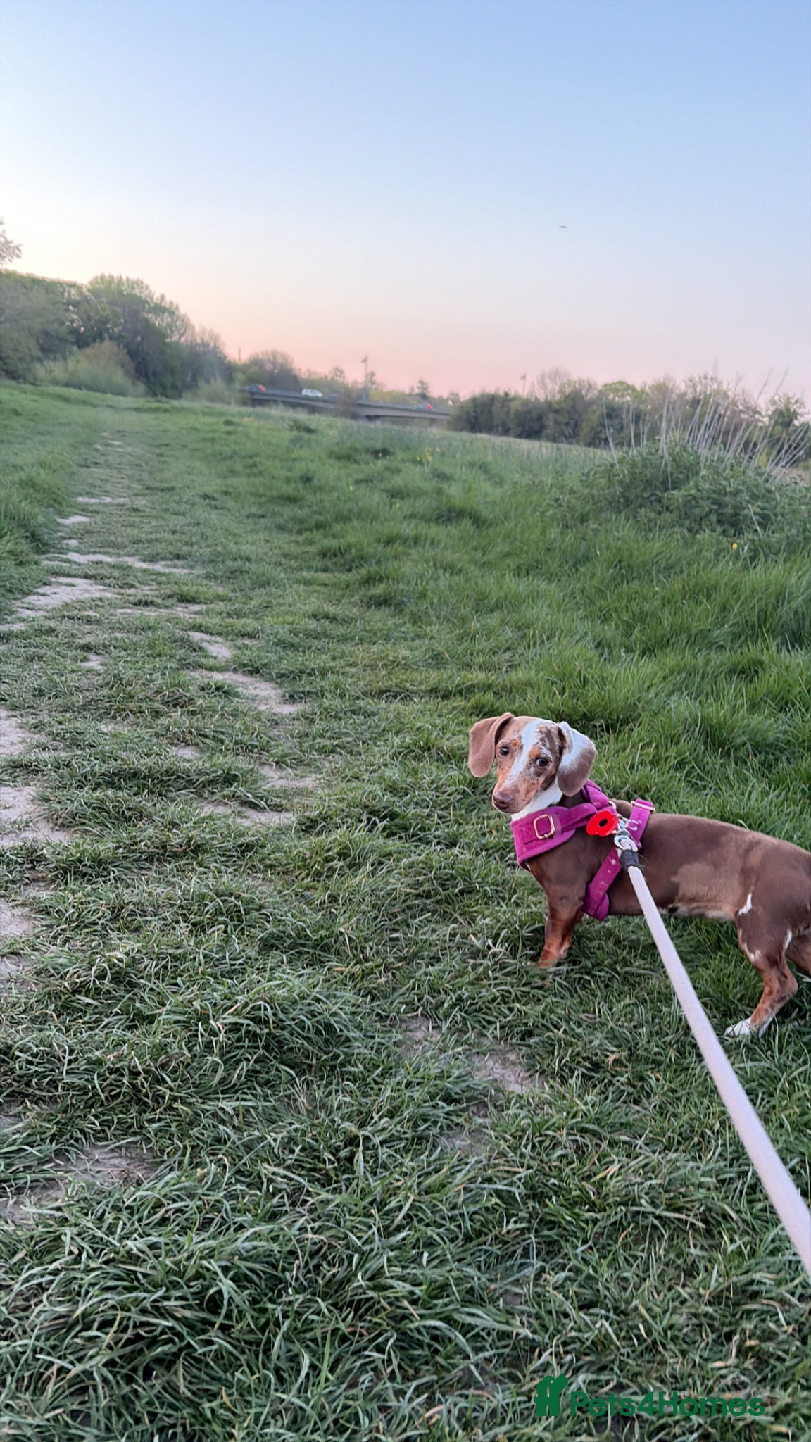 Miniature Dachshund dogs for sale: Miniature daschund  - Advert 1