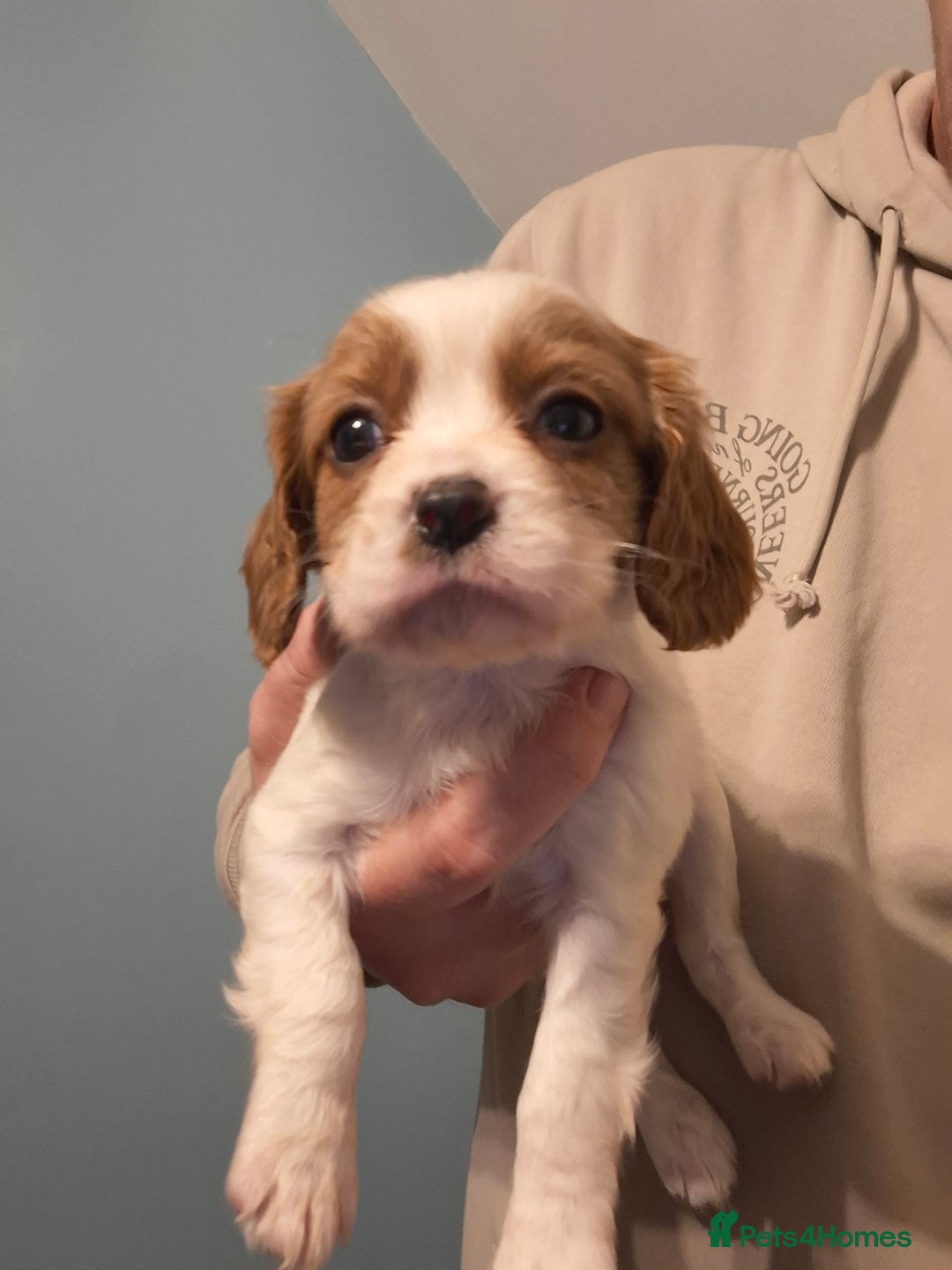 Cavapoo dogs for sale: Beautiful cavapoo F1b  - Advert 7