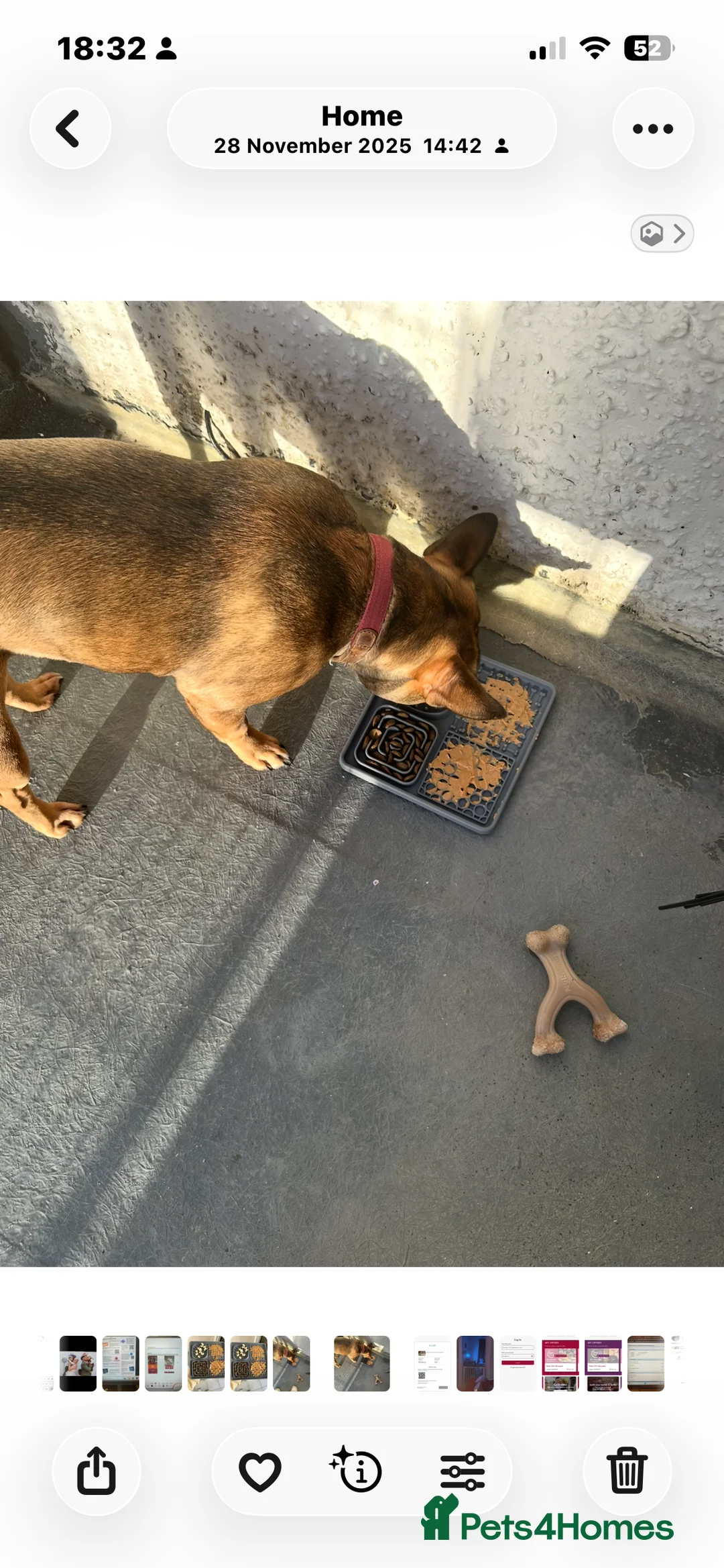 French Bulldog dogs for sale: Poppy - Advert 12