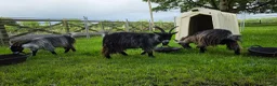 Goats livestock for sale: Three castrated male Pygmy goats in Penrith - Advert 4