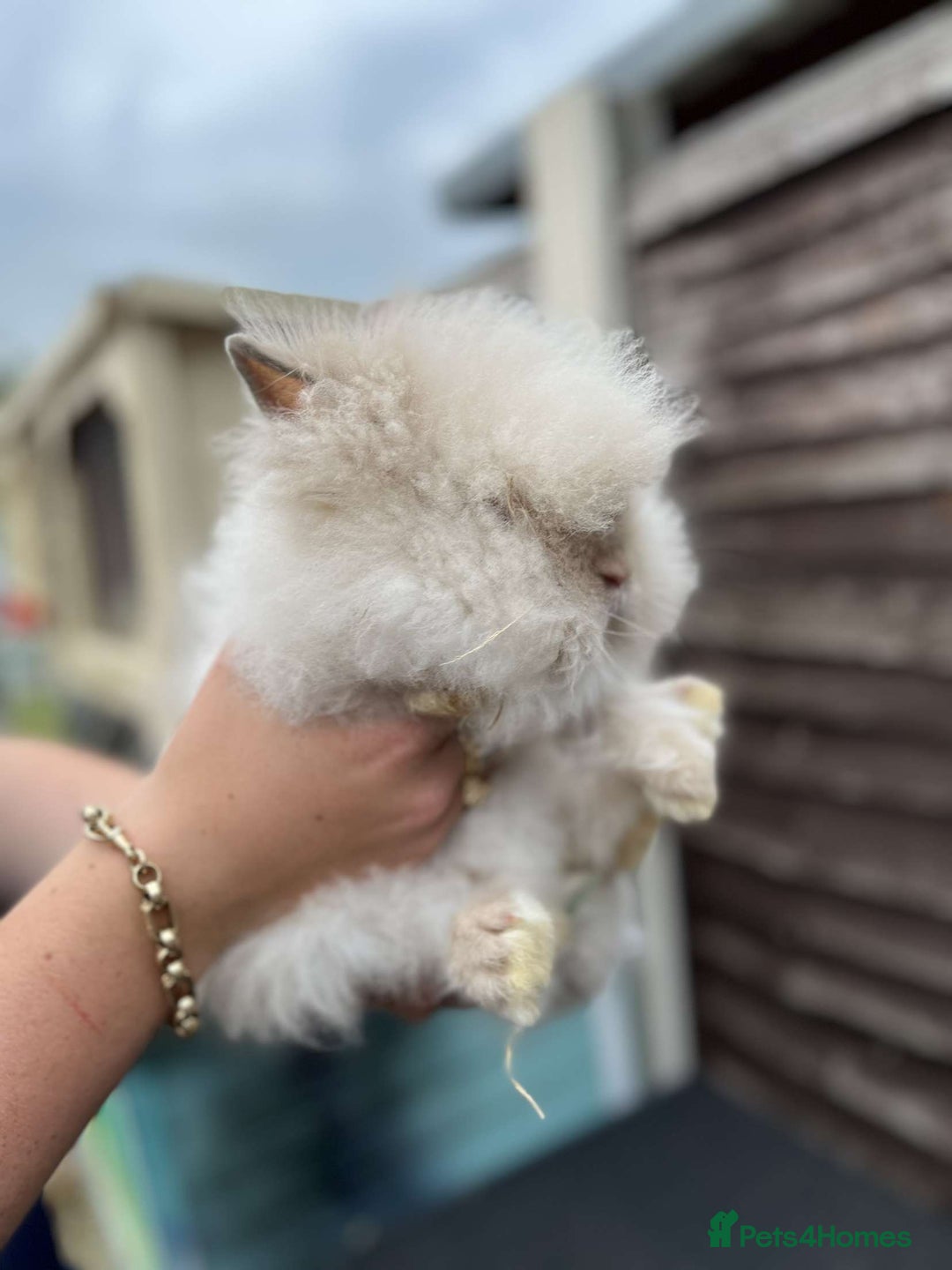 Lionhead rabbits for sale: Beautiful lionhead bunnies - Image 3