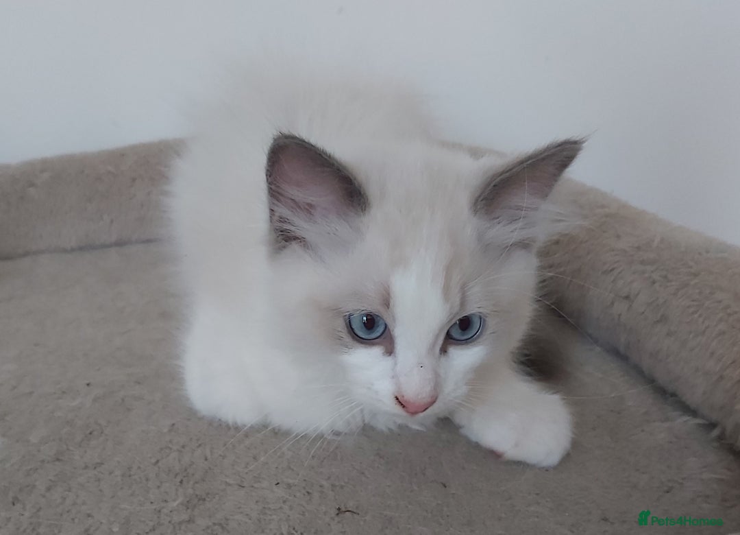 Ragdoll cats for sale: RAGDOLLS BOYS BICOLOUR VACCINATED MICROCHIPED  - Image 20