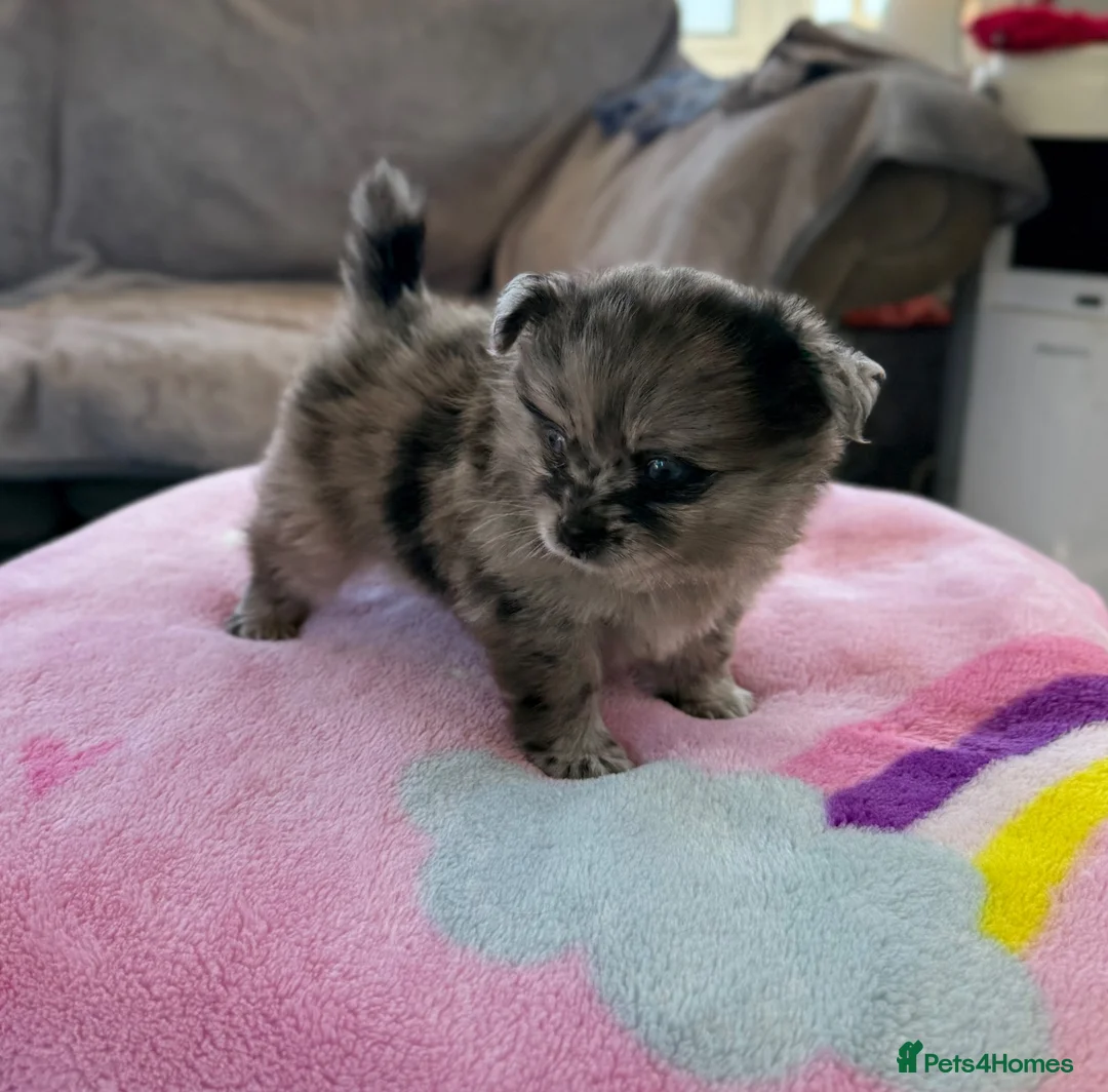 Pomeranian dogs for sale: My Pomeranian gave me 1 sweet little boy.  in Romford - Advert 2
