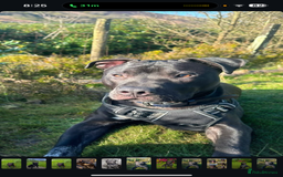 Mixed Breed dogs for sale: Beautiful, Loving Dog Needs Safe and Calm Home  - Image 7