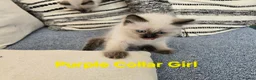 Ragdoll cats for sale: Beautiful ragdolls - Advert 11