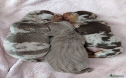 Miniature Dachshund dogs for sale: 3 beautiful minature dachshunds - Image 1