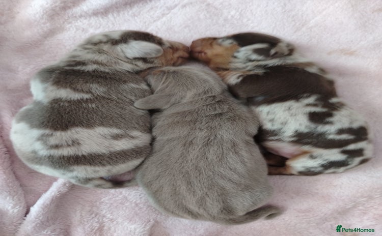 Miniature Dachshund dogs - Advert 4
