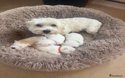 West Highland Terrier dogs for sale: Gorgeous West Highland White Terrier Puppies  - Image 1