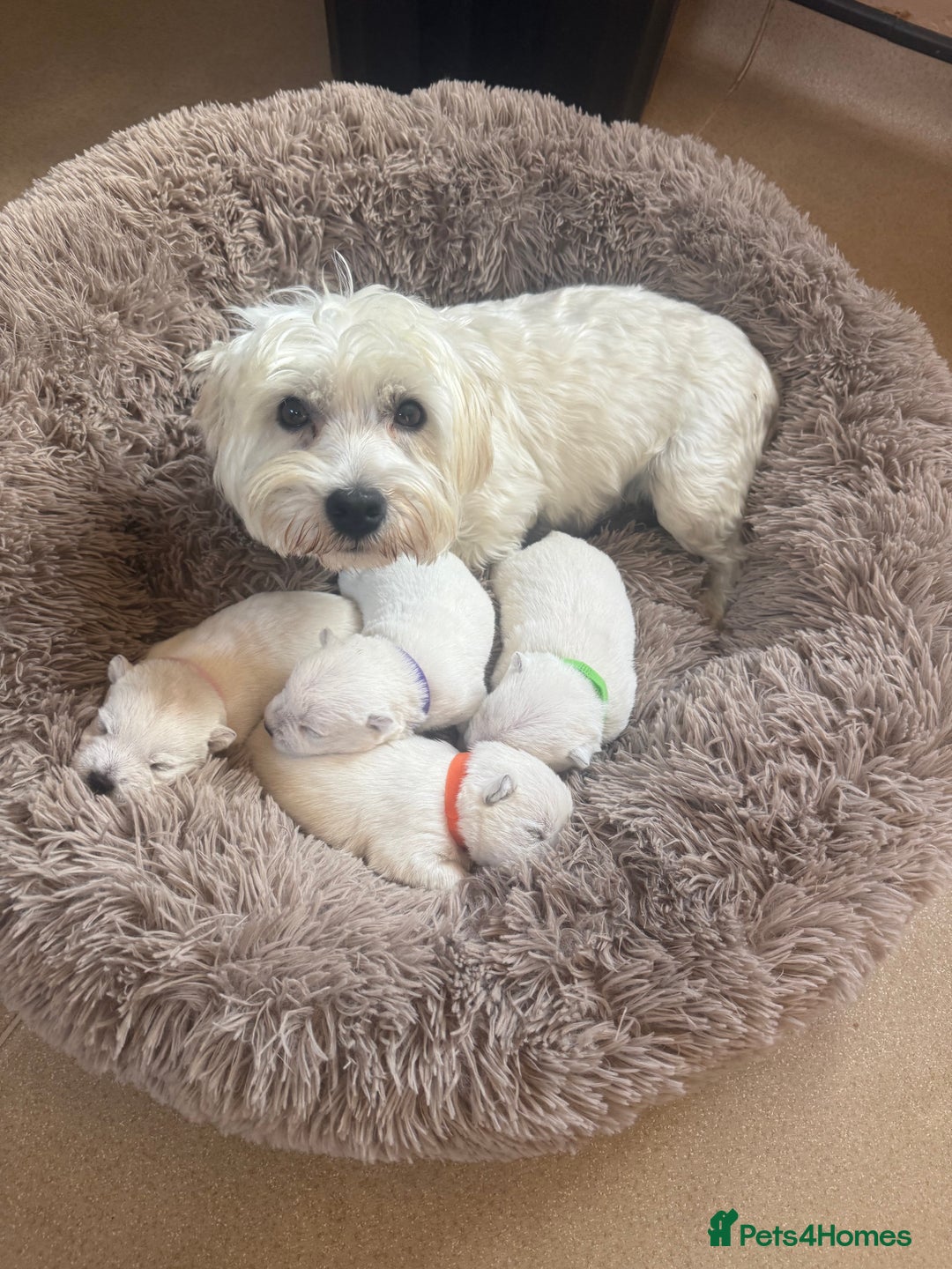 West Highland Terrier dogs for sale: Gorgeous West Highland White Terrier Puppies  - Image 1