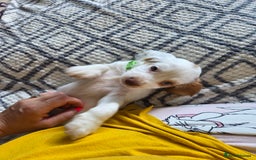 Cocker Spaniel dogs for sale: Cocker spaniels - Image 12