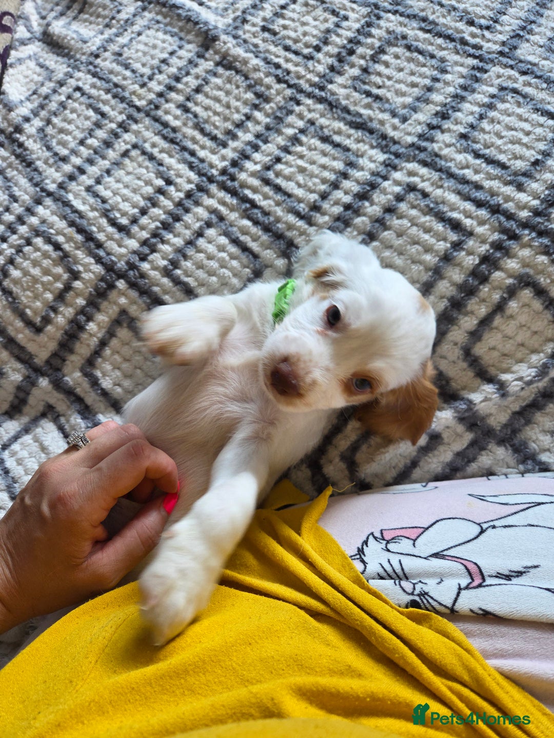 Cocker Spaniel dogs for sale: Cocker spaniels - Image 12