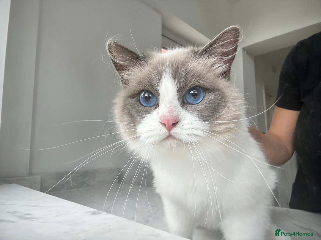 Ragdoll cats for sale: Beautiful Ragdolls Available. - Image 14