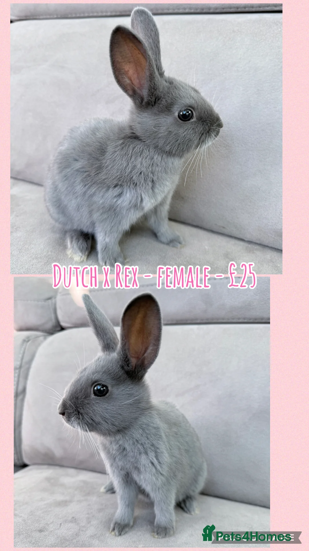 Mixed Breed rabbits for sale: Rabbits - Mini Lops & Dutch x Rex - Advert 8