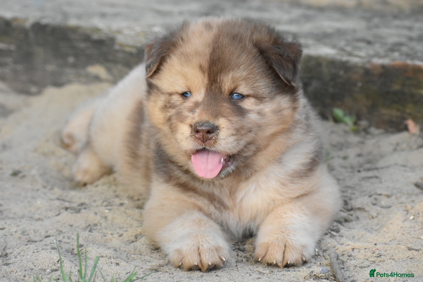 Mixed Breed dogs Beautiful teddy bear chowski puppies - Advert 1