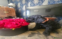 Miniature Poodle dogs for sale: Kc reg outstanding miniature Poodles in Stourbridge - Image 8