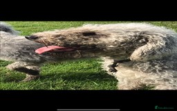 Bedlington Terrier dogs for stud: Bedlington terrier for stud in Barnsley - Image 13