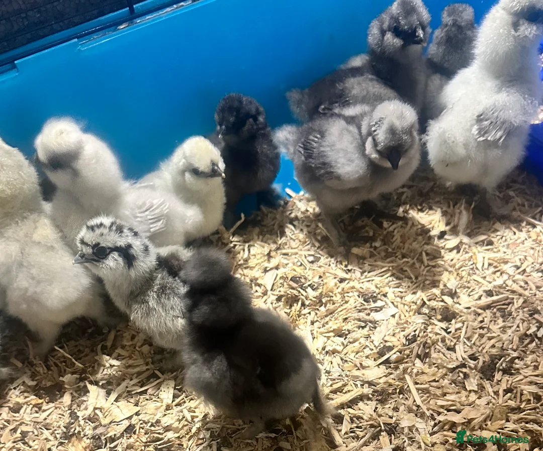 Chickens poultry for sale: Silkie chicks - Advert 7