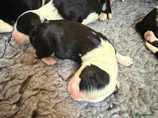 Mixed Breed dogs Sheepadoodle Puppies 3M 3F Old English Sheepdog - Advert 17