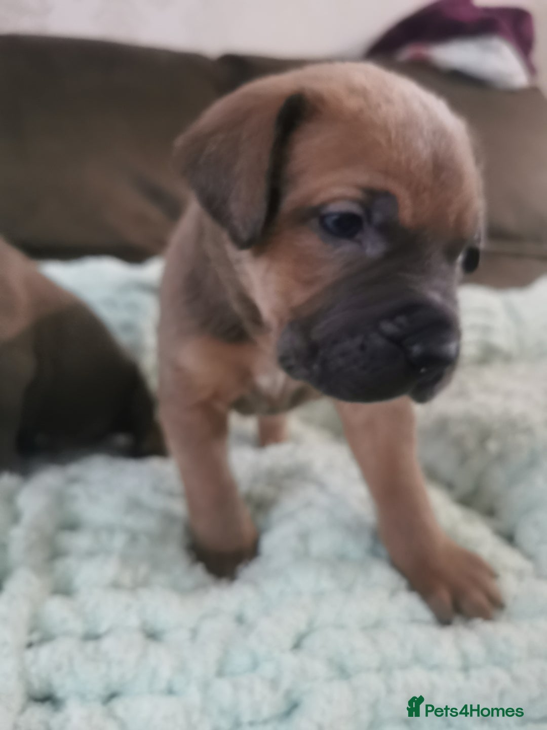 Cane Corso dogs for sale: Cane corso puppies - Advert 11