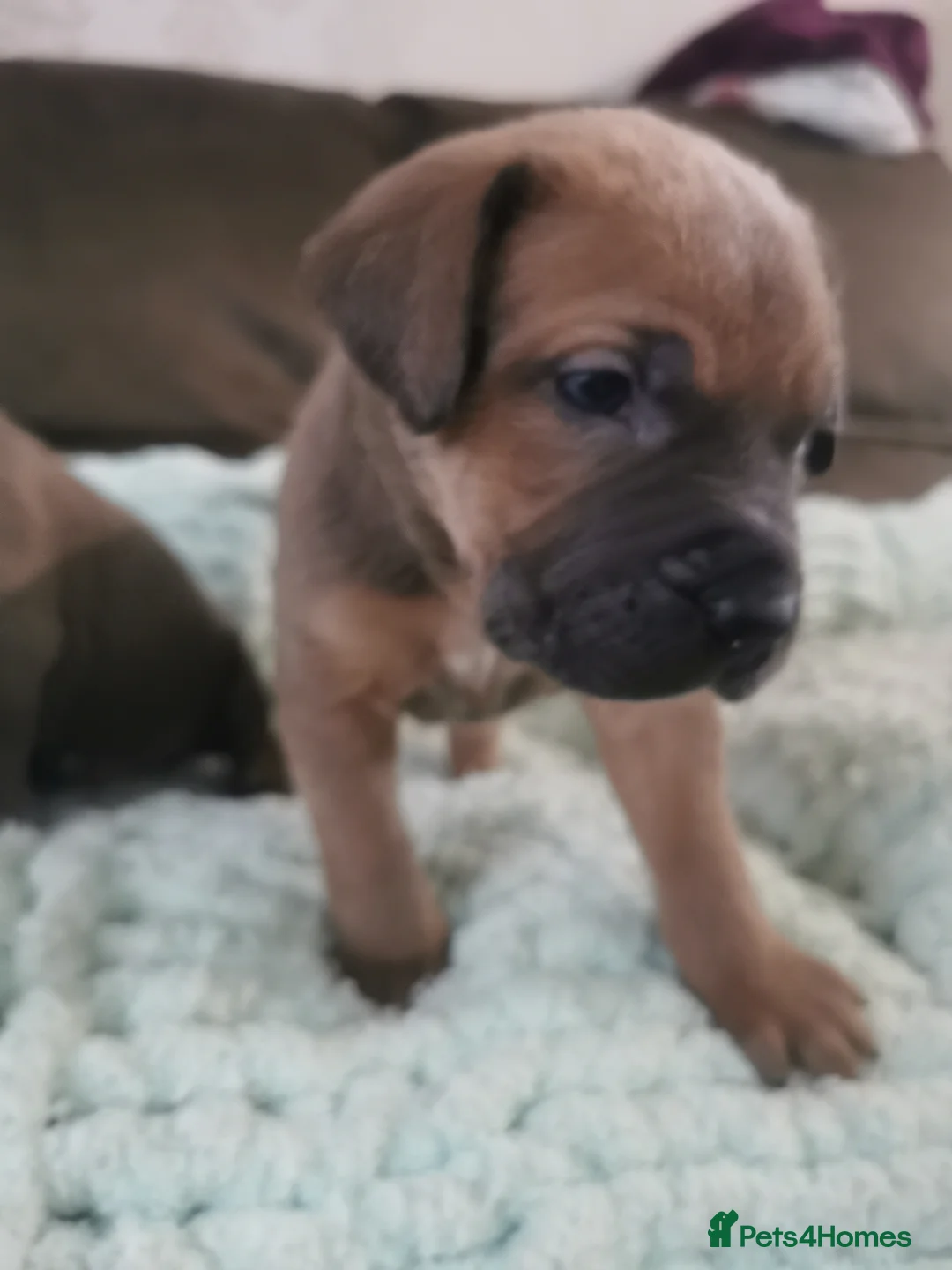 Cane Corso dogs for sale: Cane corso puppies - Advert 10