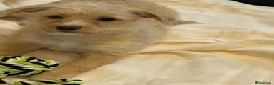 Jackapoo 3
