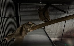 Sugar Glider rodents for sale: Two sugar gliders and full set up - Image 1