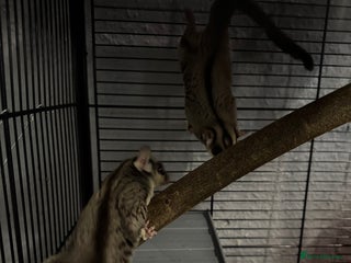Sugar Glider rodents for sale - Advert 1