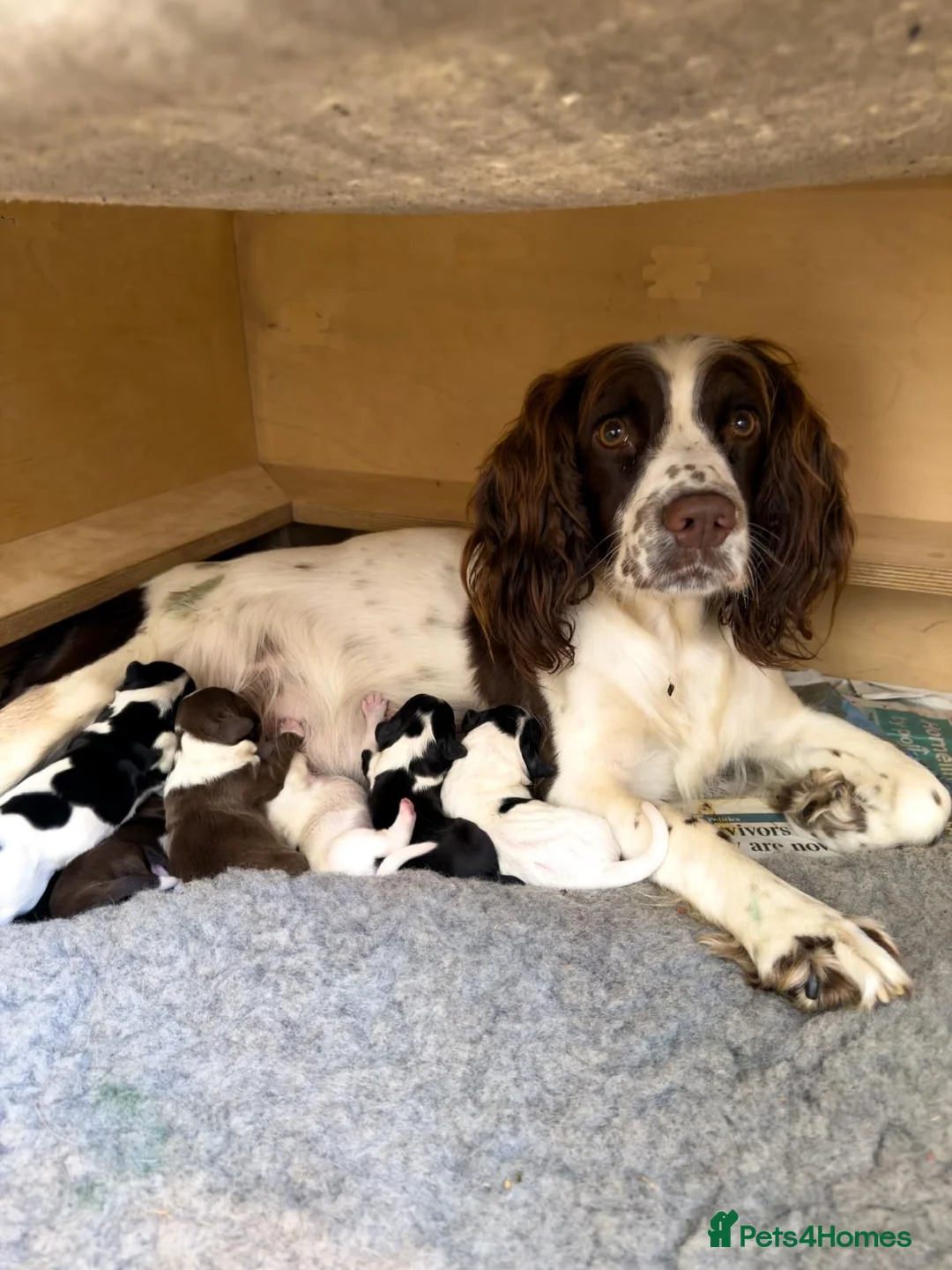 Sprollie dogs for sale: Sprollie Puppies For Sale in Chichester - Advert 1