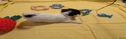 Biewer Terrier dogs for sale: Rare Larger Biewer Terrier Puppies - Advert 24