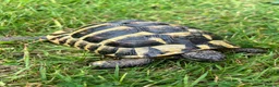 Hermann Tortoise reptiles for sale: Hermanns Tortoise in Hastings - Advert 2