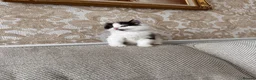 British Longhair cats for sale: 3 adorable kittens ready to go in Hornchurch - Advert 2