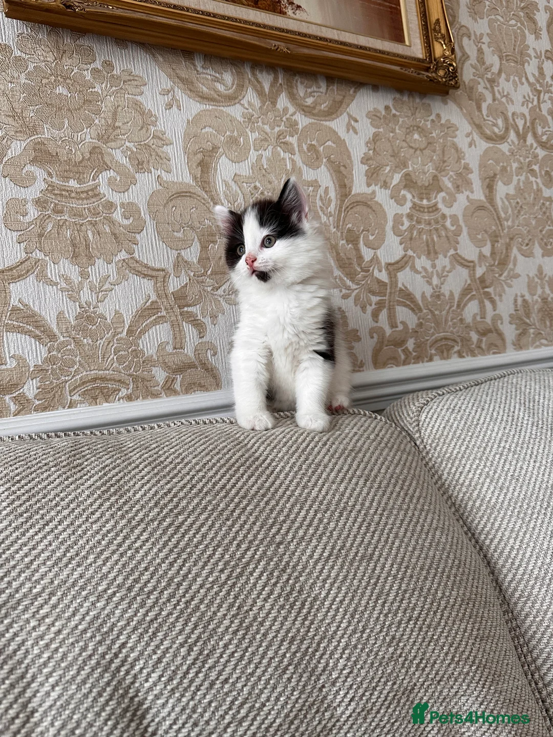 British Longhair cats for sale: 3 adorable kittens ready to go in Hornchurch - Advert 2