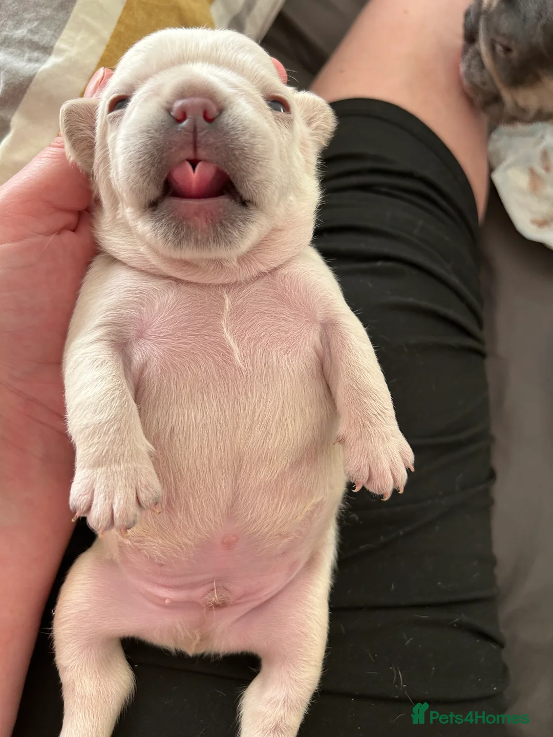 French Bulldog dogs for sale: French bulldog puppies  - Advert 2