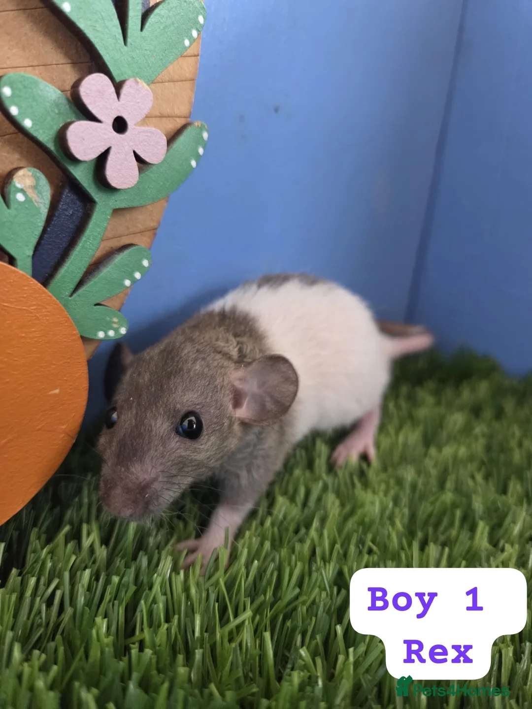 Rat rodents for sale: Dwarf Baby Rats Male Female Girls Boys  - Advert 4