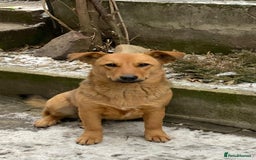 Mixed Breed dogs for adoption: 💖🐶 RAHDA 🐶💖 - Image 18