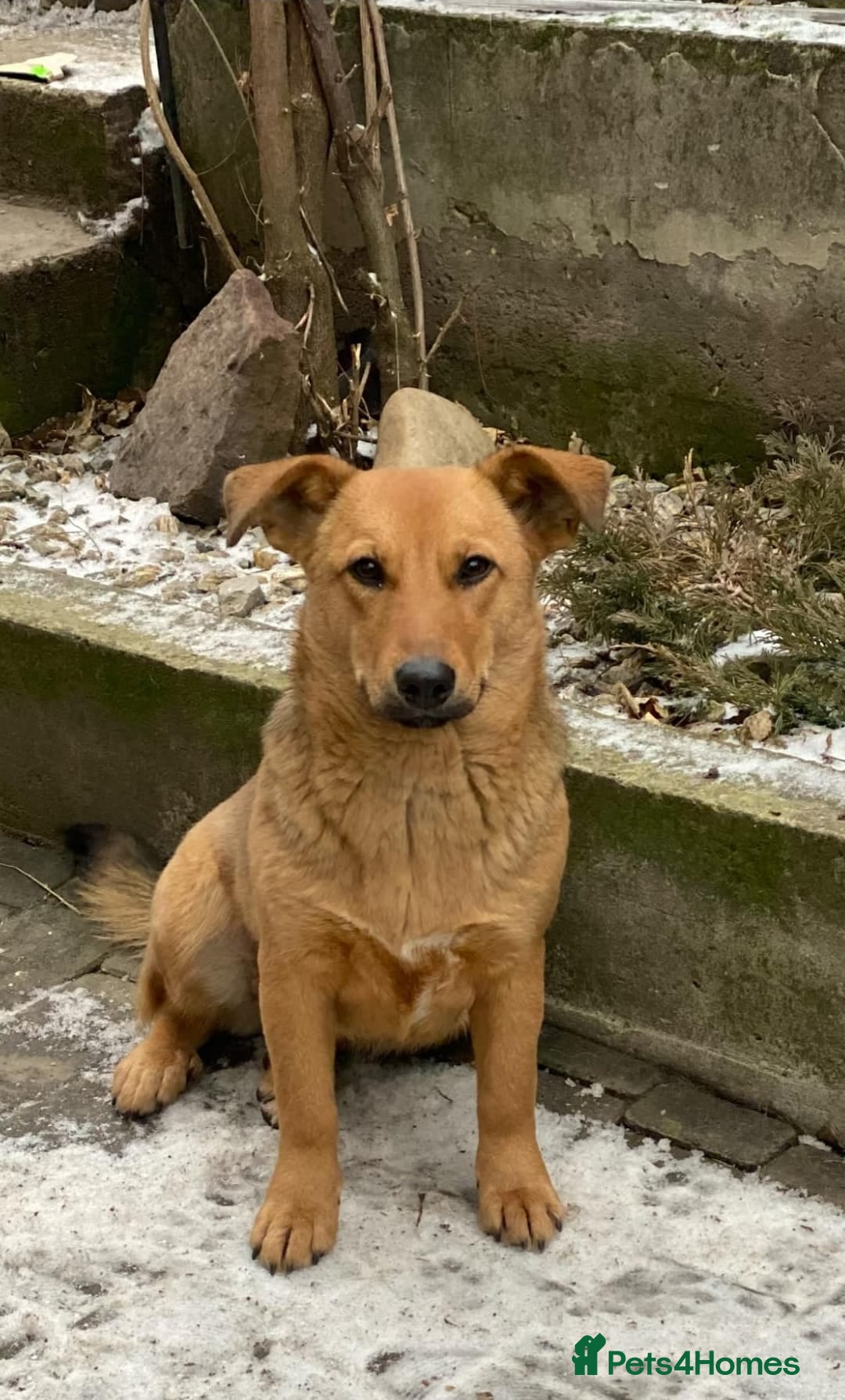 Mixed Breed dogs for adoption: 💖🐶 RAHDA 🐶💖 - Image 18